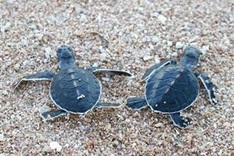 Vietnam’s two biosphere reserves nominated for UNESCO voting