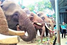 Dak Lak plans to end elephant-riding services