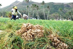 Ly Son garlic growers face poor crop