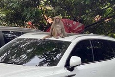 Monkey disturbs Hanoi parking lot