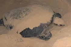 Rare sea turtle lay eggs on Quy Nhon beach