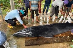 Sick whale stranded on Tra Vinh beach