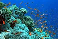 Efforts to revive and protect coral reef ecosystems in Ha Long Bay