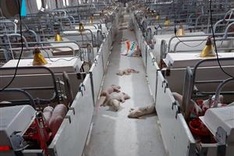 Nearly 500 pigs die of hunger following protests against farm's pollution