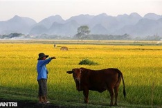 Hanoi's suburbs during ripening rice season