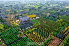 Hanoi flower village busy preparing for Tet