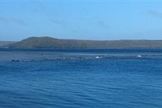 Up to 70 whales stranded in southern Australia