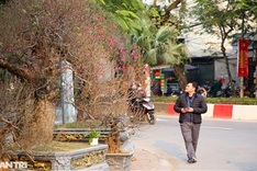 Early peach blossoms on Hanoi streets