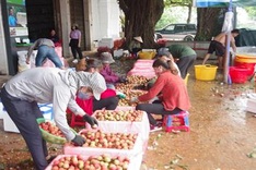 Singapore imports Vietnamese litchi directlyfor first time