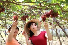 Ninh Thuan to hold grape and wine festival