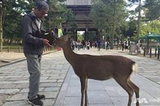 Nine deer dead in Japan after eating plastic: wildlife group