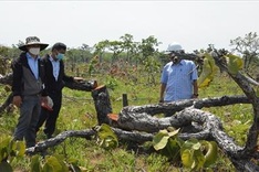 Dak Lak witnesses 786 deforestation cases in 2022