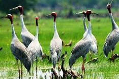Red-crowned cranes return to Mekong Delta