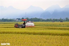 Rice harvesting season in Hanoi