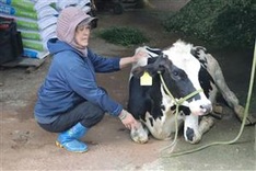 Vaccines suspected in the deaths of 200 cows in Lam Dong
