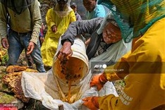 Sticky future: climate change hits Nepal's honey hunters