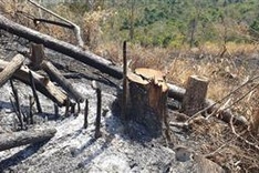 Protective forest destroyed in Dak Lak
