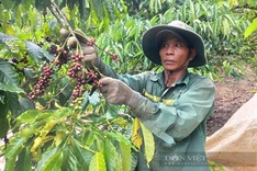 Thousands of workers flock to Kon Tum during coffee harvesting season