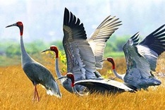 Dong Thap works to conserve red-headed cranes