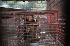 Over 1,130 wild animals rescued in Vietnam in 2020