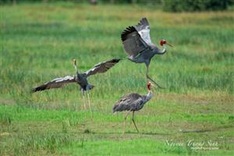 Sarus cranes return to Tram Chim National Park after two years absence