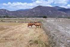 Ninh Thuận restructures agriculture to adapt to drought