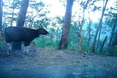 Bison and other rare animals spotted at Ninh Thuan national park