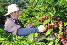 CNN: Vietnamese coffee wakes up the world