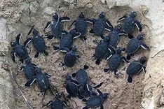 Binh Thuan: 45 baby turtles released to sea
