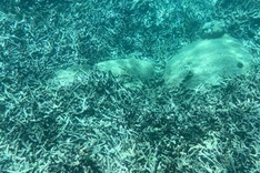 Coral reefs die en masse in Nha Trang
