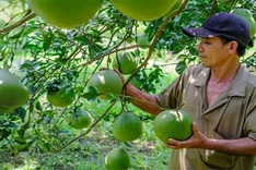 Dong Nai to develop community-based pomelo tourism
