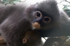 Two rare langurs rescued in Thanh Hoa