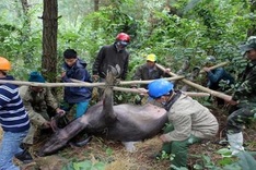 Cold spell sparks mass cattle deaths in Thua Thien-Hue