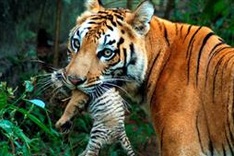 Bangladesh major hub for tiger poaching: study