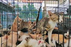 Woman takes care of abandoned animals amid pandemic in HCM City