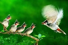 Vietnamese photographers win gold prizes at international competition