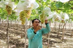 Large field production model helps Ninh Thuận farmers reap higher incomes