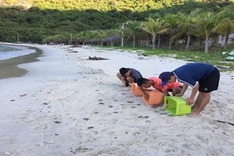 Cu Lao Cham welcomes new batch of sea turtles