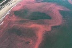 Ha Tinh sea water turns red due to algal blooming
