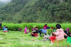 Hemp harvest in Ha Giang