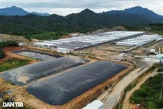 Thanh Hoa pig farm removes nearly 30,000 pigs due to pollution
