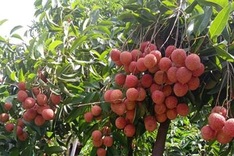 Bac Giang seeking outlets for this year’s lychee crop