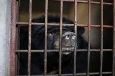 Nine Binh Duong bears rescued after being held captive for 17 years