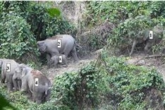 Herd of elephants spotted in Quang Nam forest
