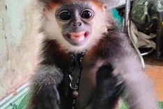 Grey-shanked douc langur in Quang Ngai rescued