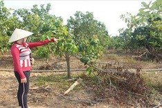 Dong Nai farmers live in fear as elephants go on rampage