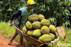 Vietnamese durian exports bring USD1 billion in two months