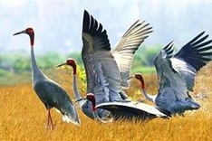 Vietnam partners with Thailand to save threatened crane species