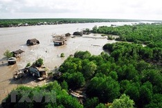 Environment monitoring project in mangroves launched in Ca Mau