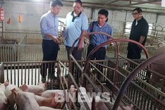 Philippines to import 150,000 doses of African swine fever vaccine from Vietnam